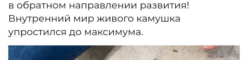 Упростился максимально или упростился до минимума. 

___

Ну да, вот именно у них есть свои хищники. 
Личные. Завели специально, как котиков.