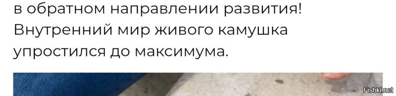 Упростился максимально или упростился до минимума. 

___

Ну да, вот именно у них есть свои хищники. 
Личные. Завели специально, как котиков.