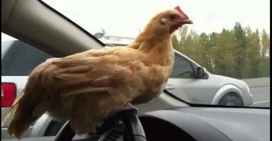 Судя по звукам это гидрид курицы