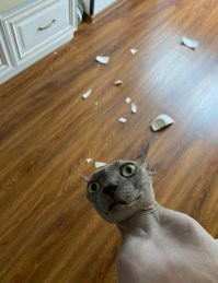 17 фотографий дерзких животных, которые решили показать всем окружающим, кто здесь самый главный