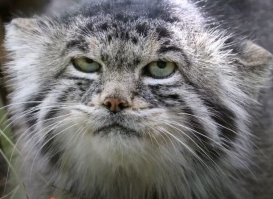 Кто понял жизнь, тот смотрит как манул.