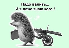 В Новосибирске задержали мужчину с ежом, потому что перепутали с эксгибиционистом