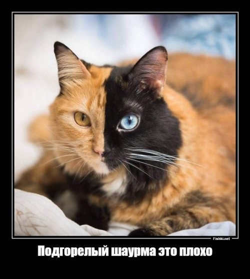 Котёнок с редким "химера-окрасом"