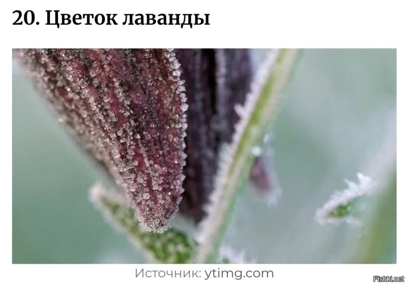 Что-то как не очень похоже на лаванду.