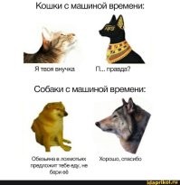 Бордер-колли и австралийская овчарка дают друг другу понять, что они не представляют угрозы