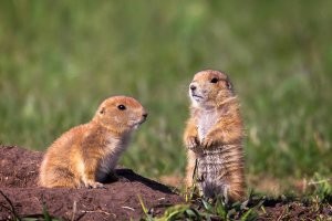 Вот сейчас за суслика было обидно.
Милейшее животное, и живет своим трудом, без распилов и откатов.