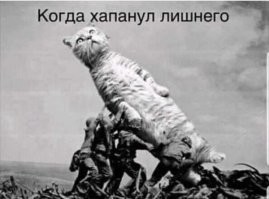 Острая реакция кошек на неприятные им запахи