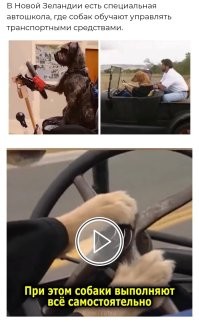 В автошколу и на пересдачу!