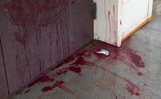 если получиться поймать уличного котёнка, то он устроит тебе кровавую баню прямо на улице.