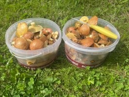 мдааа. ну и радость. у меня вот 5й урожай за год на собственном участке. 20 метров от двери в дом и 10 от двери в баню. в лесу нашли грибы. аьуеть.