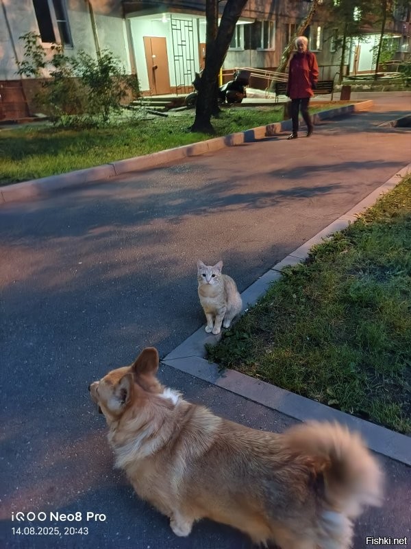 Тоже подкармливаю почти ежедневно. Некоторые одиночки, другие живут с гаремами, у третьих "мужские клубы" и реальная дружба, даже спят прижавших  друг у другу. 
Один хозяин гарема подружился с моей собакой.
