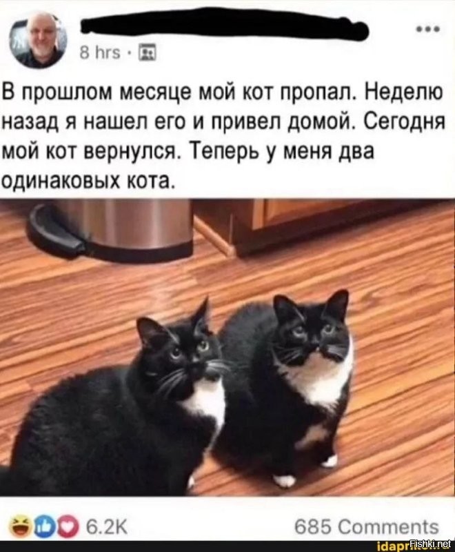 18 случаев, когда люди обнаруживали у себя дома котов