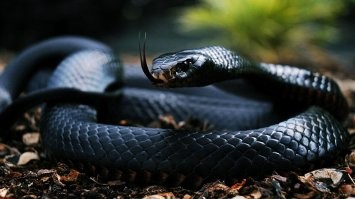 Чёрная мамба это змеюка такая, она точно жёлуди не ест.