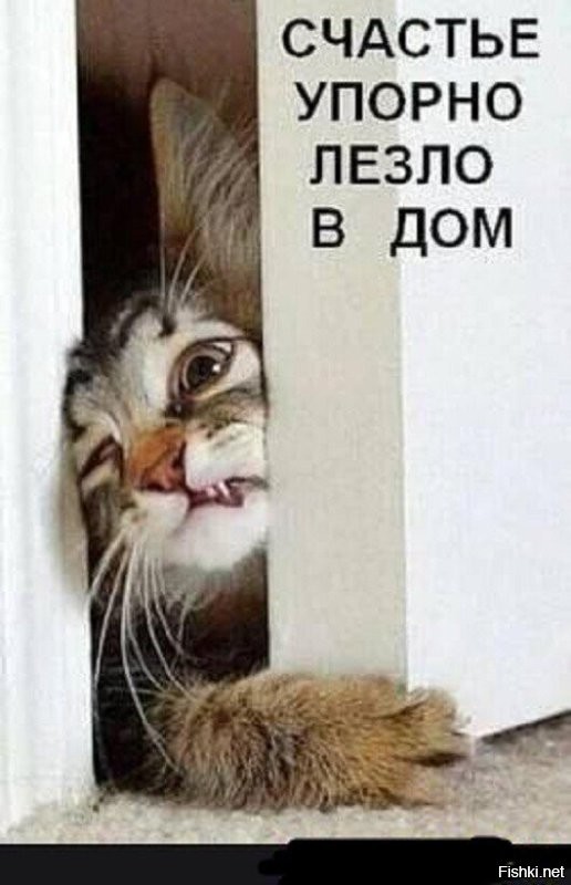 18 случаев, когда люди обнаруживали у себя дома котов