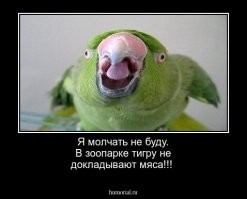В Мексике тигр вцепился в ветеринара