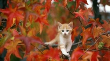 Осенний мур-настрой: 20 иллюстраций осенних занятий и подготовки к холодам наших пушистых питомцев