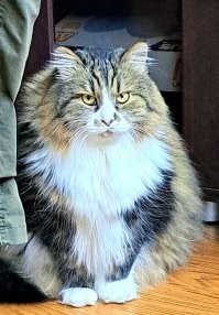 Ну нравится мне он )
А уличные кошки и так рожают как конвейер. Тут хоть кормить от пуза будут.