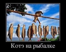 Котик показал «кожаным», как надо рыбачить