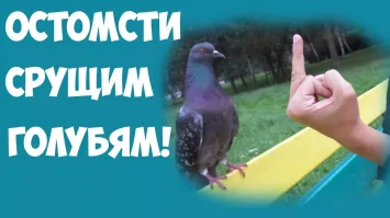 Метод против голубей: необычное решение на балконе