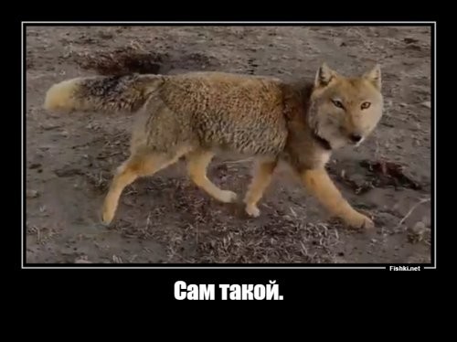 Фотограф заснял редкую тибетскую лису с близкого расстояния