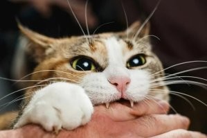 Животные с самым сильным укусом