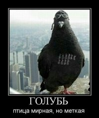 Метод против голубей: необычное решение на балконе