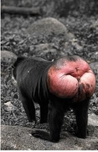 Вот территория будущей Украины: