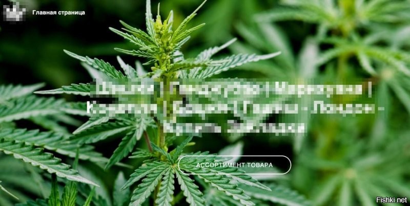 Тем временем на официальном сайте матери Аглаи Тарасовой Ксении Раппопорт, продаётся пахучая трава.

Домен сайта зарегистрирован в Сан-Франциско, в России он заблокирован. Когда-то адрес принадлежал актрисе, она не успела продлить домен, и теперь страница используется для торговли наркотиками.

совпадение?