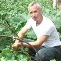 это рецепт для пациента, кто не долечил геморрой огурцом по методу Попова