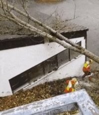 Ну не дебилы, не!? Довелось мне тут недавно три, стоящих вместе, примерно таких же сухих ствола спиливать и тоже рядом с домом. Так зять залез, обвязал капроновым тросом и к машине - в натяжечку, легли милые куда надо!