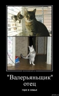 Видимо, что-то личное: кот устроил атаку на велосипеды