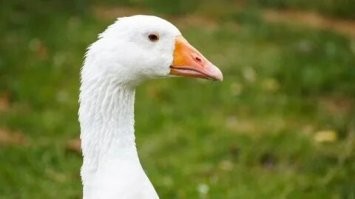 Люди, глаза разуйте! 
Это не лебедь - это гусь!
У лебедя морда лица вокруг клюва черная, а у гуся - нет.
Не дайте мошеннику себя обмануть!