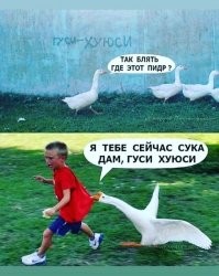У гуся проснулась генетическая память