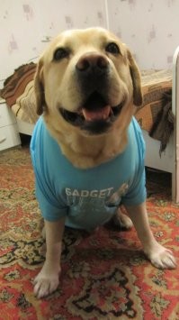 Мой майки приносил