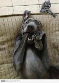 Аллея подвешенных зверей в селе