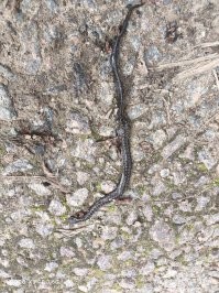 В этом году много змей встретили в лесу, пора с собой швабру брать. Ленинградская область.