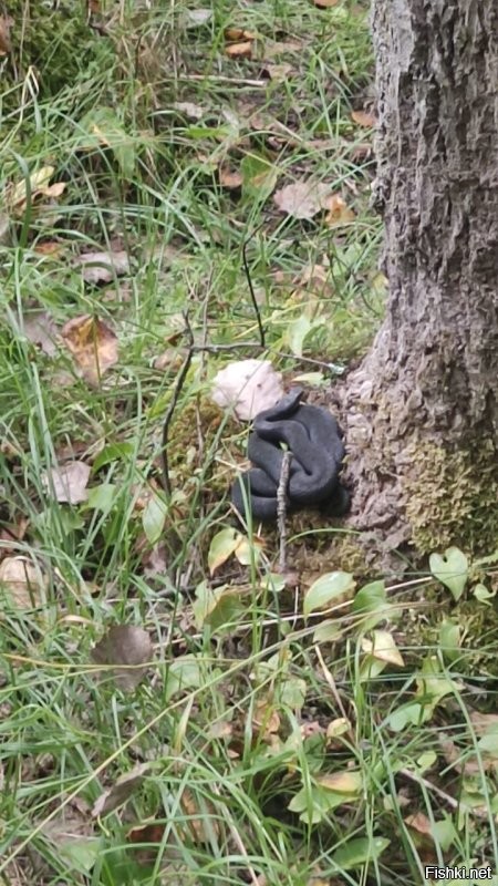 В этом году много змей встретили в лесу, пора с собой швабру брать. Ленинградская область.