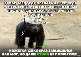 Медоед напал на слона на глазах у туристов