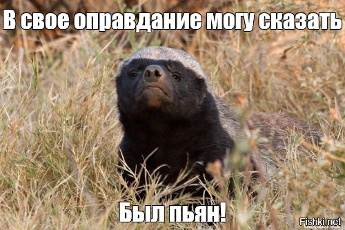 Медоед напал на слона на глазах у туристов