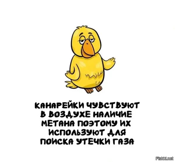 Просто они умирают от газа раньше шахтеров...