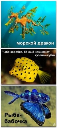 вот еще смешные рыбки: