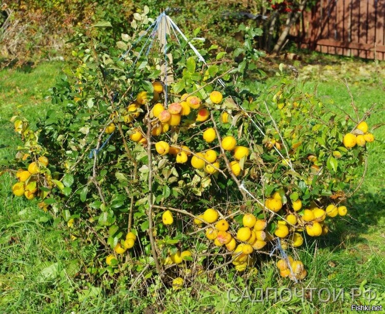 Айва китайская, айва японская, хеномелес - мелкий стелющийся кустарник, дикорос, он просто обязан у вас расти без ухода.