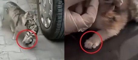 Только приносила она другого котёнка!