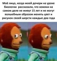 Побег хомяка из вольера