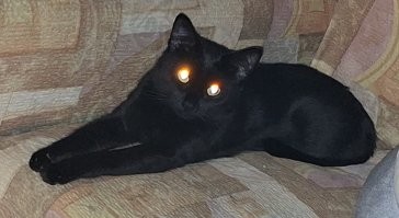 чёрный кот передаёт привет рыжему :)