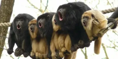 Взрывная вечеринка: мужчины подожгли свечи на торте, которые оказались фейерверками