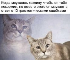 Девушка попыталась поговорить с котом на его языке