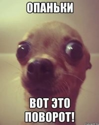 Как сделать так, чтобы пёс сам надел ветеринарный воротник