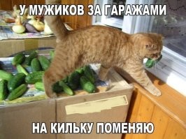 Пушистый любитель огурцов