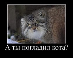 Манул Тимофей начал зажировку к зиме